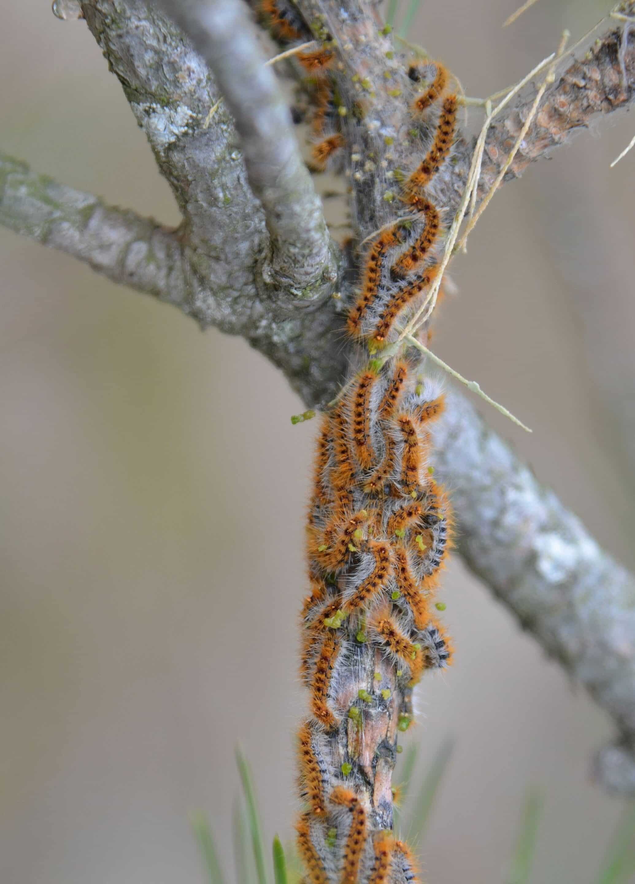 processionary caterpillar (chenilles processionnaires)
