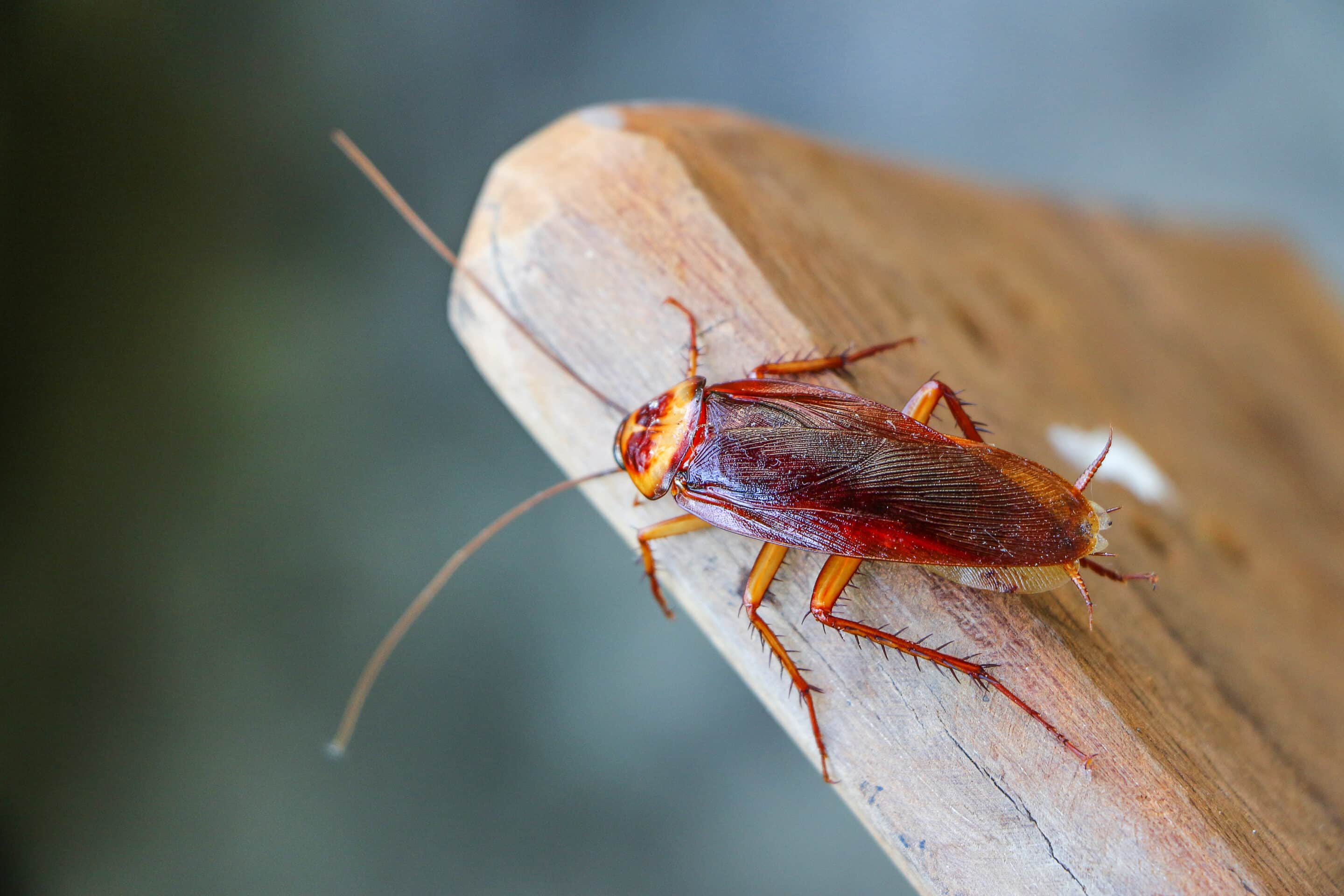 infestation de blattes et cafards