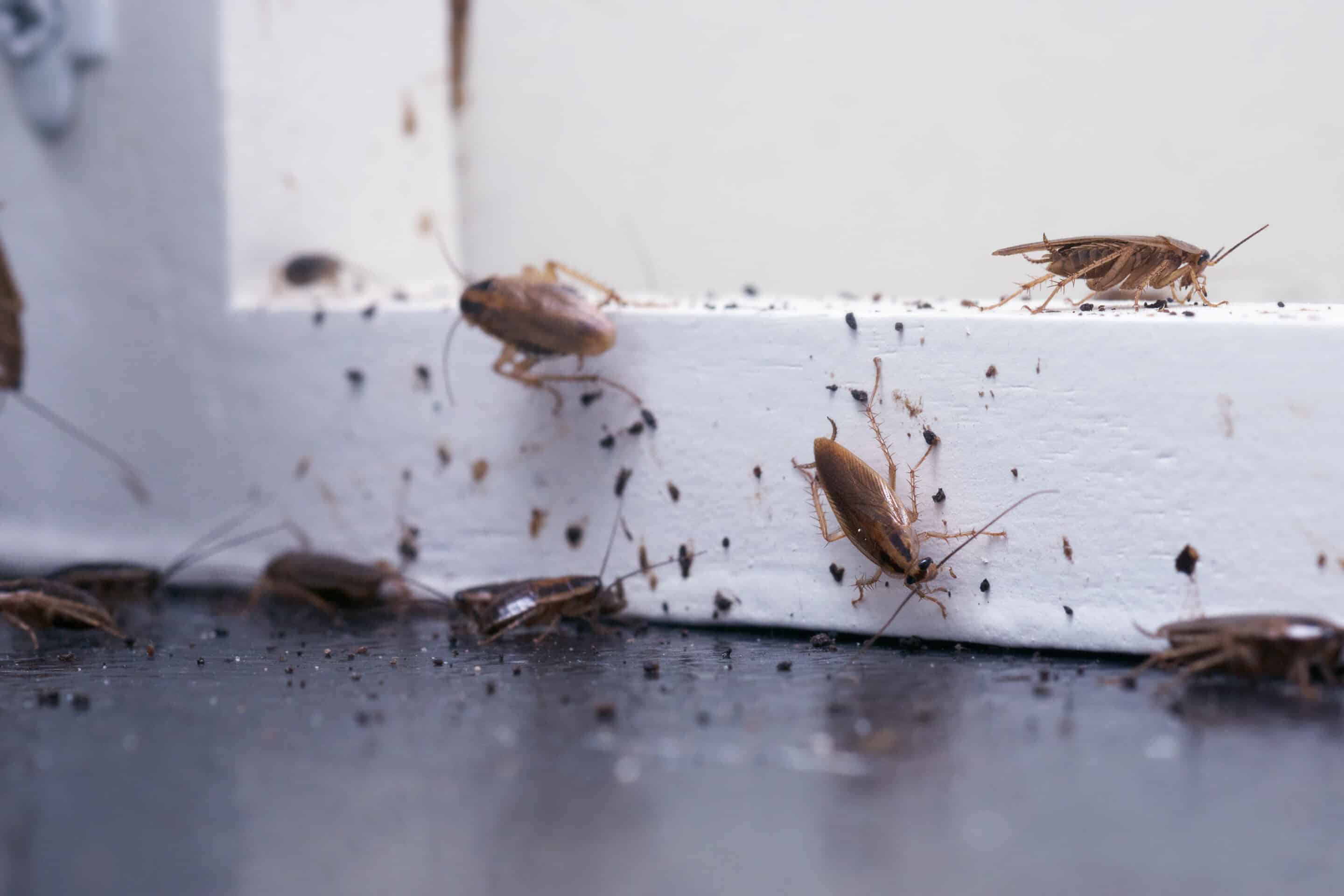 infestation de blattes et cafards