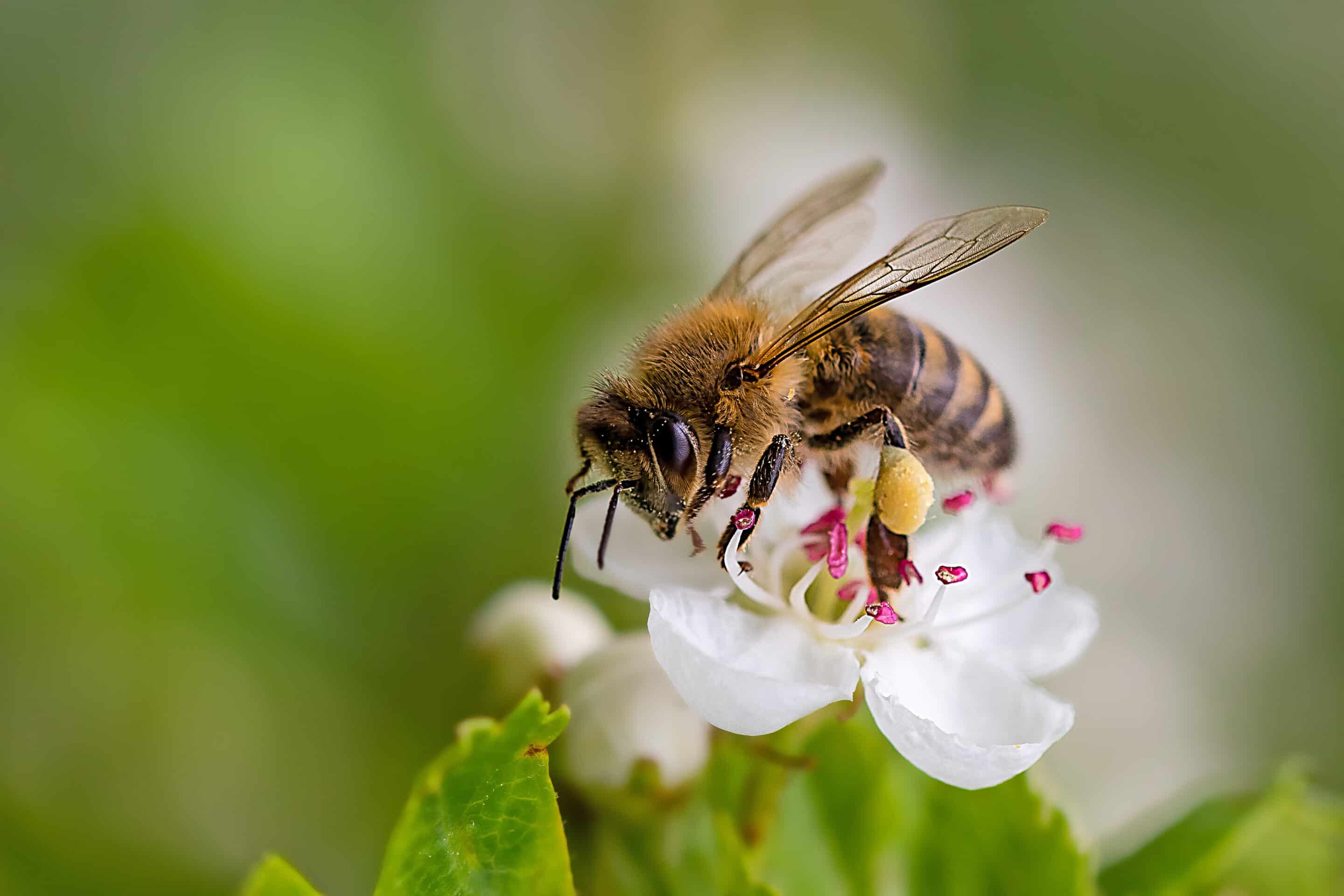 Abeille CMNuisibles