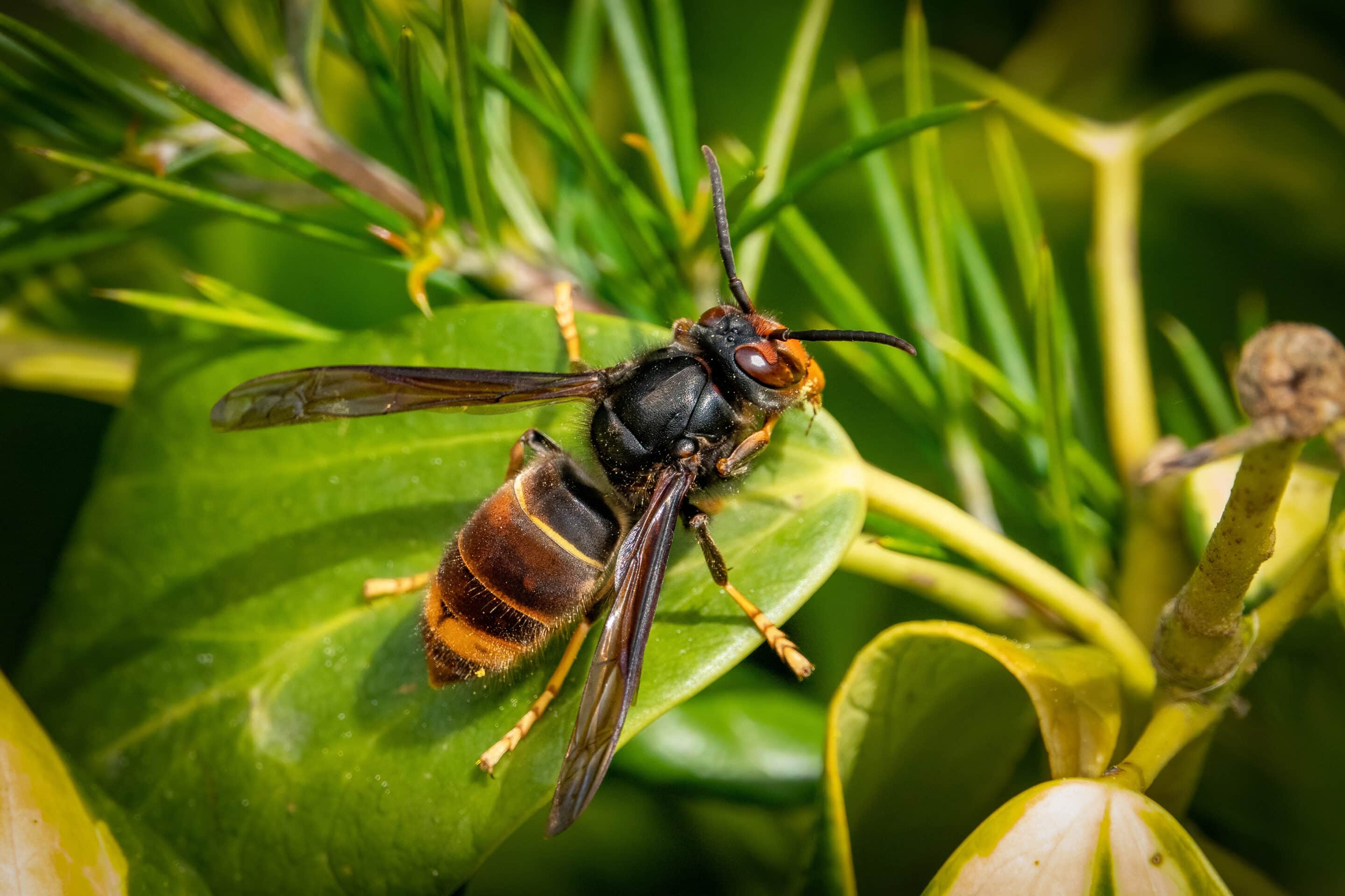 frelon asiatique (vespa velutina)