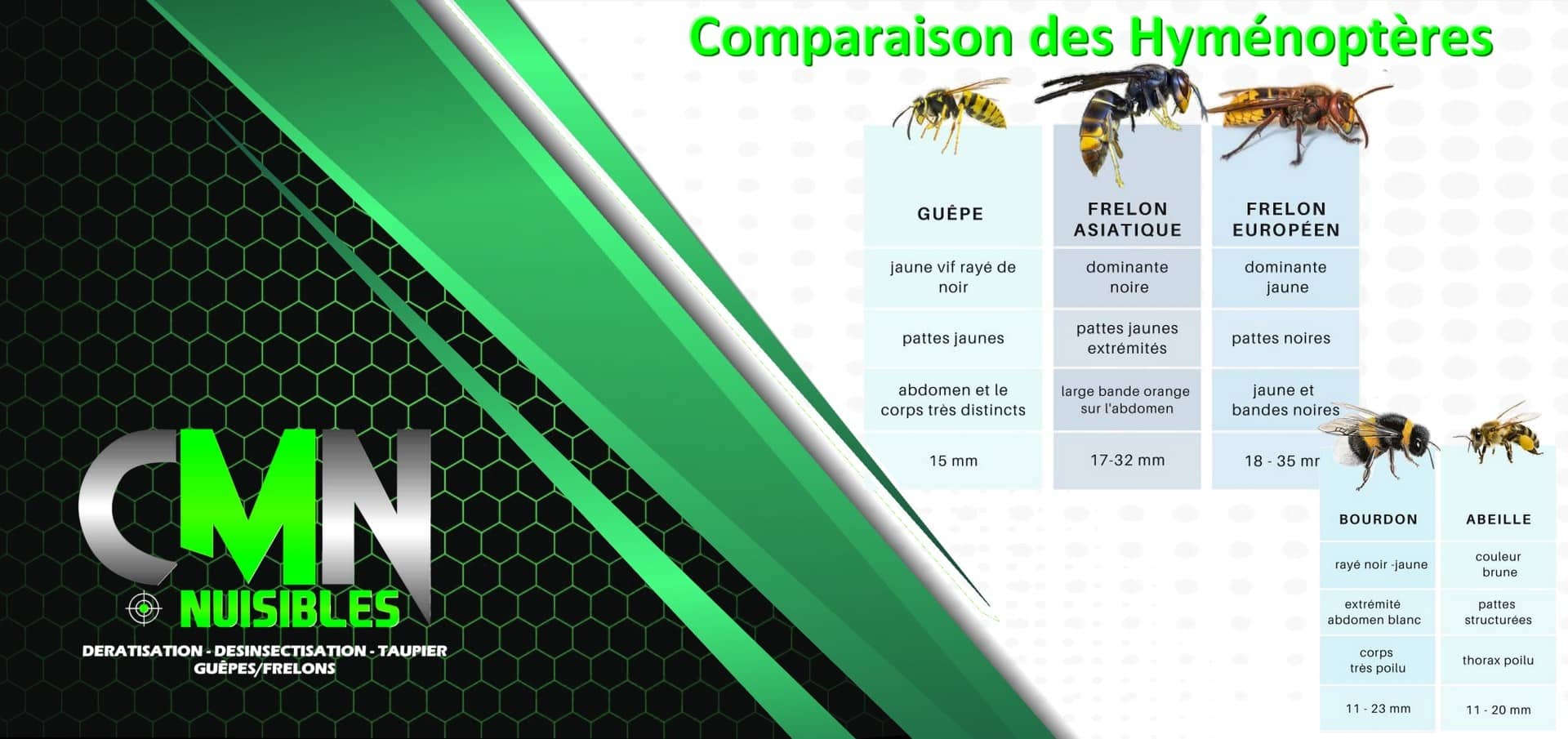 comparaison hyménoptère